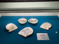 -青岛贝壳博物馆