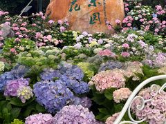 -天适樱花悠乐园