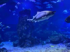 -海合安武汉极地海洋公园
