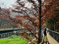 -白水寺森林公园