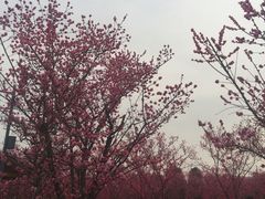 -秀丽东方