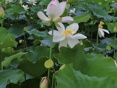 -白鹭湾湿地公园