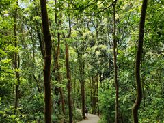 -梧桐山风景名胜区
