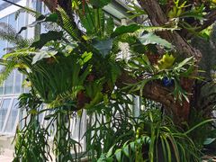-北京植物园-展览温室