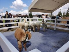 -黄海国家森林公园