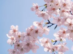 -顾村公园