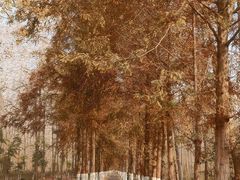 -合肥滨湖国家森林公园