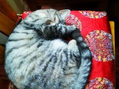 -老北京褡裢火烧·任记