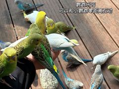 -燕塞湖鸟语林景区