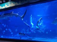 -烟台海昌鲸鲨海洋公园