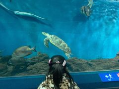 -上海海洋水族馆