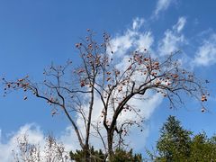 -香山公园
