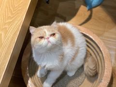 -滚猫咖啡·猫咖·猫友好撸猫(未来城店)