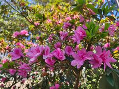 -梧桐山风景名胜区