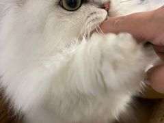 -Pets First伊珊娜洗护·精致美容·家庭式寄养(新会路店)