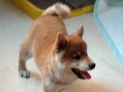 -天宠宠物医院24小时·急重症诊疗中心·全科·腔镜特色(和平分院)