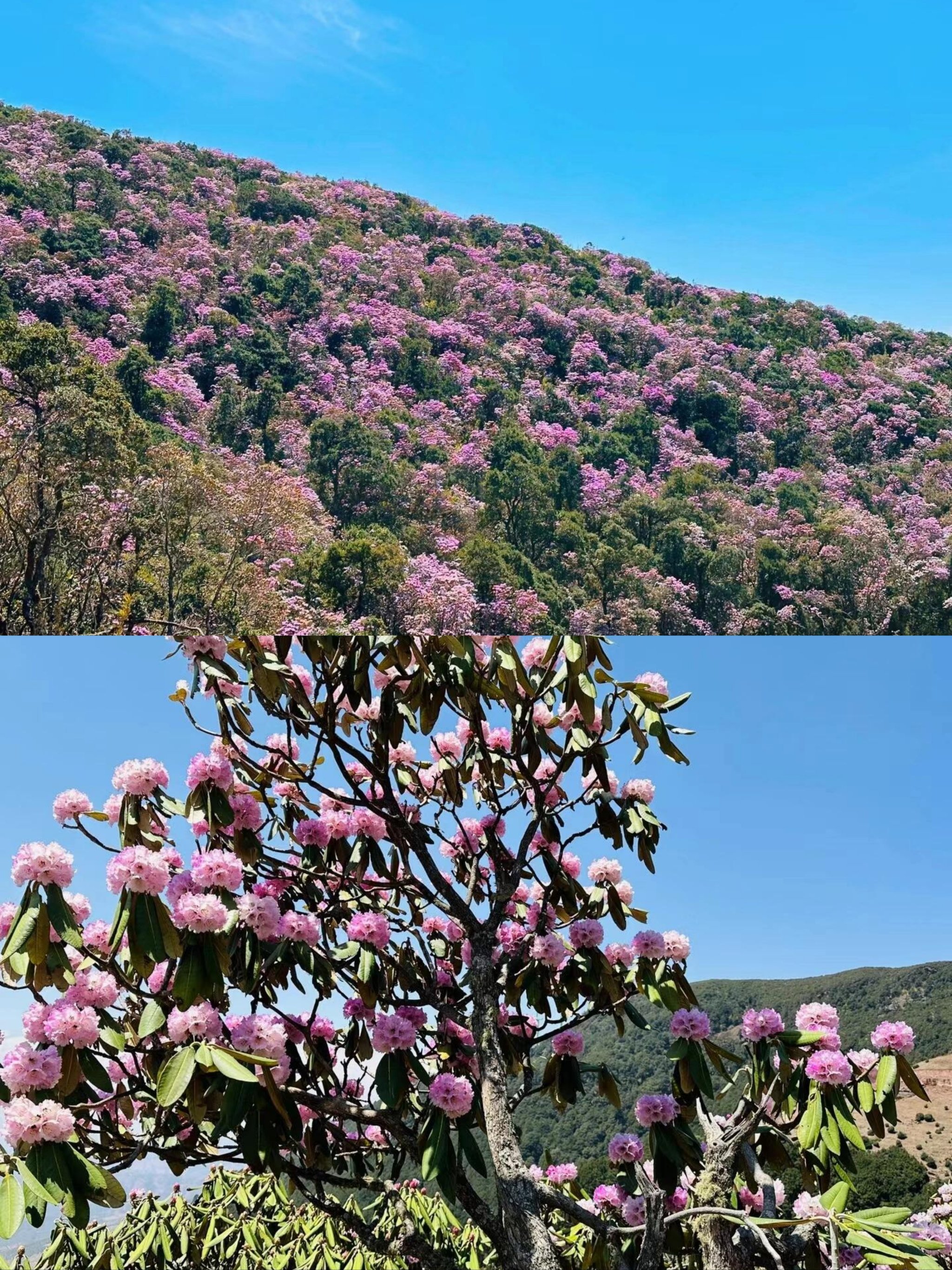 西昌  谷克德·索玛花
