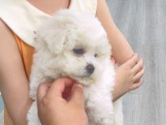 -萌宠之家·腊肠犬·马尔泰·小体犬舍