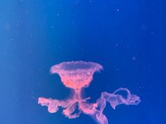 -芜湖新华联大白鲸海洋公园