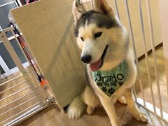 -Husky Go! 哈士奇体验馆·宠物咖啡厅狗咖