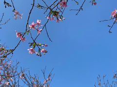 -天适樱花悠乐园