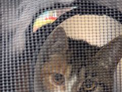 -瑞鹏宠物医院·超声·骨科·奇麟分院(蜀都万达店)