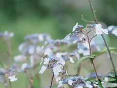 -武陵山森林公园