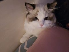 -猫十亿·布偶金渐层·曼基康矮脚猫舍(青年路店)