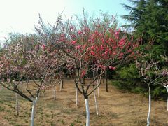 -大连富丽华大酒店