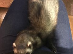 -百好乐宠物友好餐厅(朝外大街店)