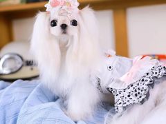 -萌宠之家·腊肠犬·马尔泰·小体犬舍