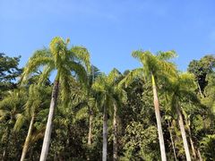 -西双版纳原始森林公园