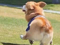 -食爺炭炉鸡煲·烧烤