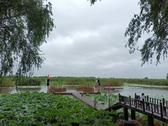 -洪湖生态旅游区