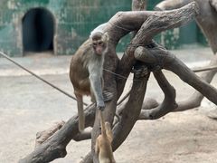 -深圳野生动物园