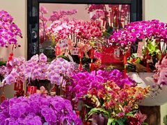 -溪岸路花鸟市场