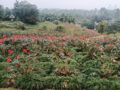 -都江堰玫瑰花溪谷