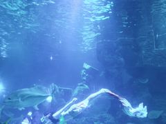 -石家庄海洋公园