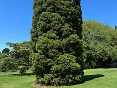 -墨尔本皇家植物园