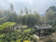 -大唐贡茶院