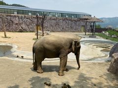 -青岛森林野生动物世界