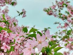 -天适樱花悠乐园
