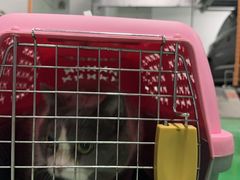 -纳吉亚猫专科动物医院(康都外科中心)