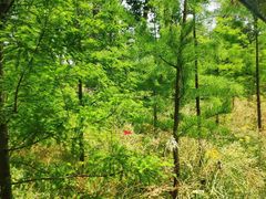 -合肥滨湖国家森林公园