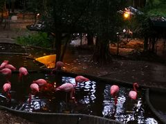 -清迈夜间动物园