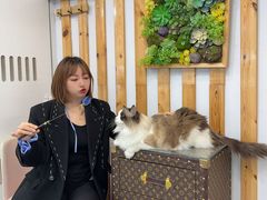 -青奢宠物·青奢猫舍