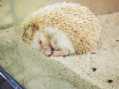 -广州长隆飞鸟乐园