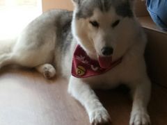 -Husky Go! 哈士奇体验馆·宠物咖啡厅狗咖