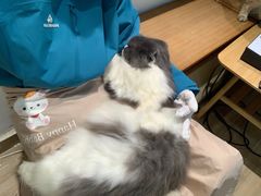 -李小姐の猫咖啡馆(五角场店)