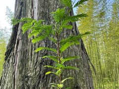 -黄海国家森林公园